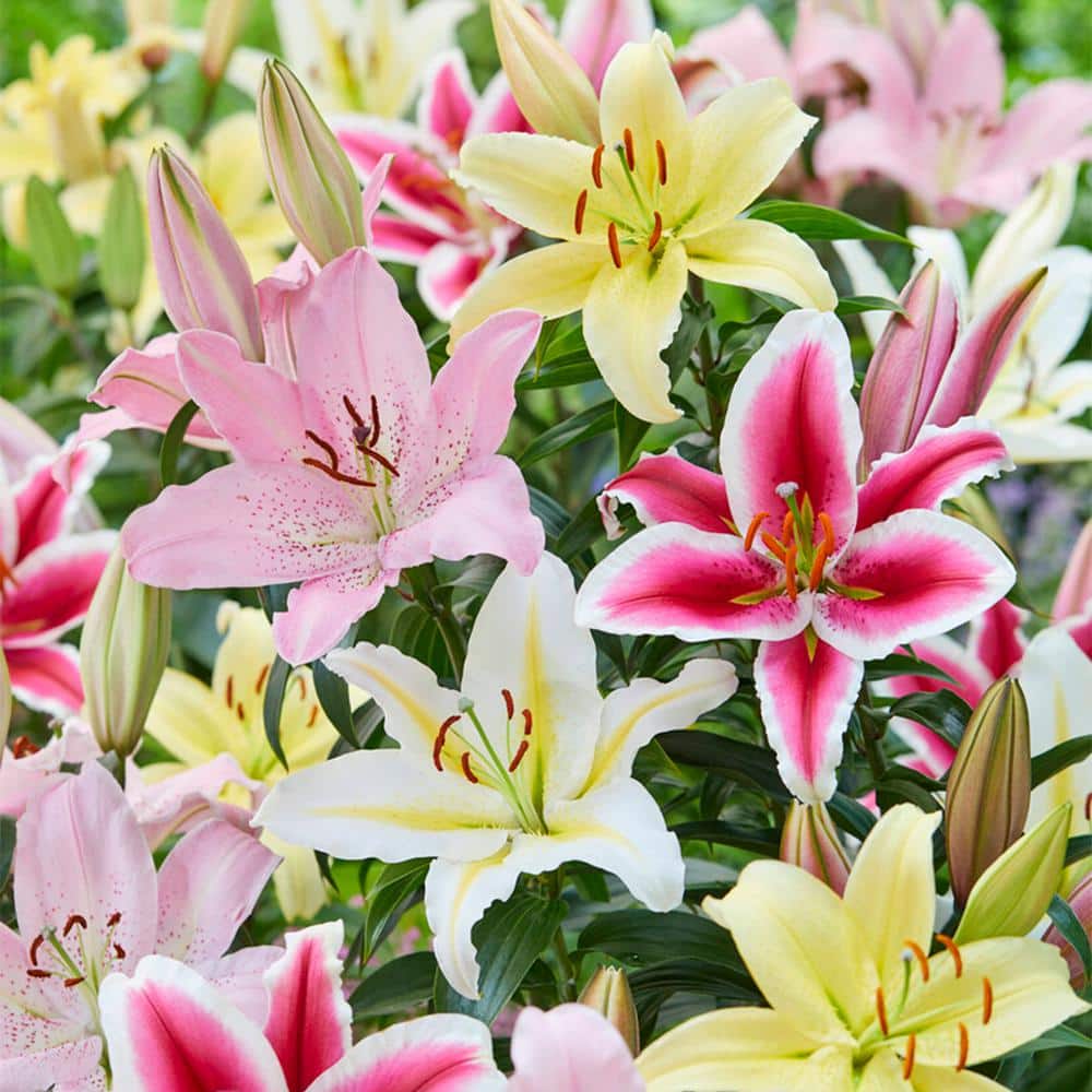14/16 cm, Oriental Lily Mixed Flower Bulbs (Bag of 10) - Hercitys