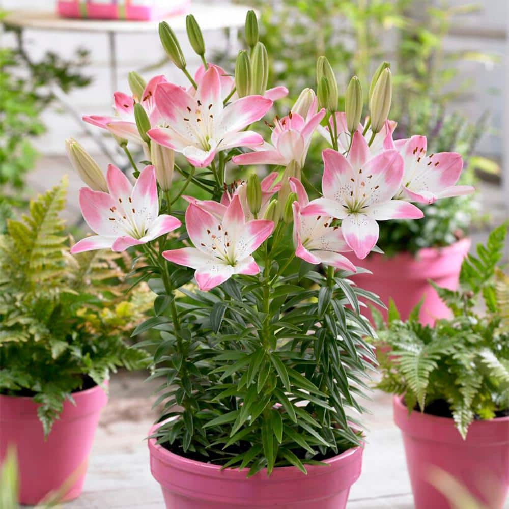 14 cm/16 cm, Sugar Love Asiatic Lily Flower Bulbs (Bag of 10) - Hercitys