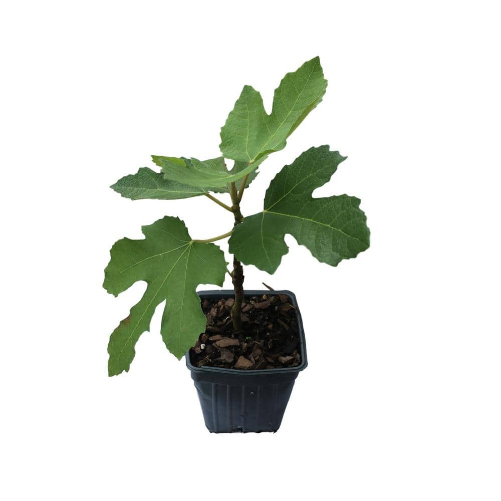 4 in. Pot Brown Turkey Mission Fig Tree - Hercitys