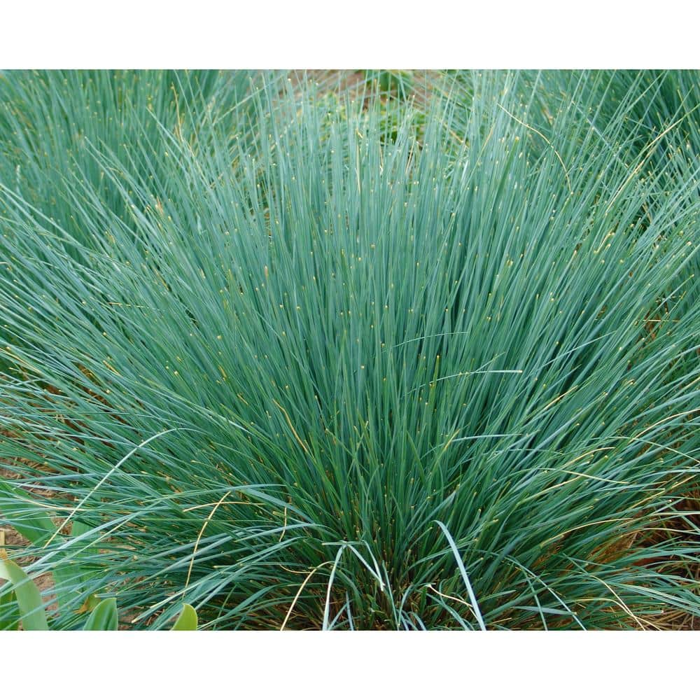 1 Gal. Blue Oat Grass – Long Flowing Blue-Silver Blades Of Grass Can Retain Their Striking Color Even Through Winter - Hercitys