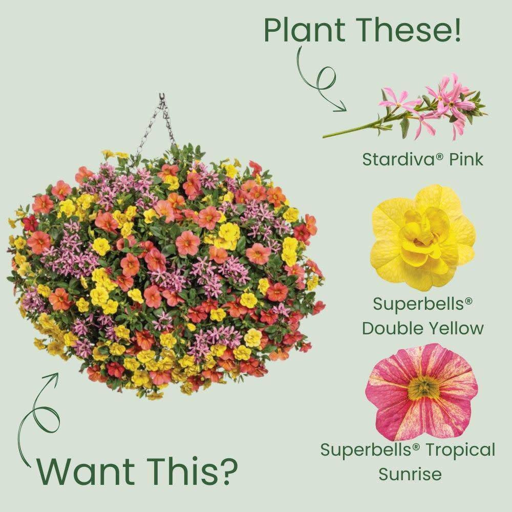 4.25 in. Eco+ Grande Stardiva Pink Fan Flower (Scaevola Aemula) Live Annual Plant with Pink Flowers 4-Pack - Hercitys