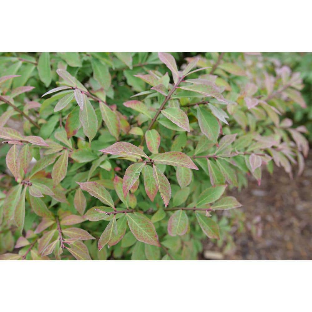 4.5 in. qt. Fire Ball Seedless Burning Bush (Euonymus Alatus) Live Shrub with Green and Red Foliage - Hercitys