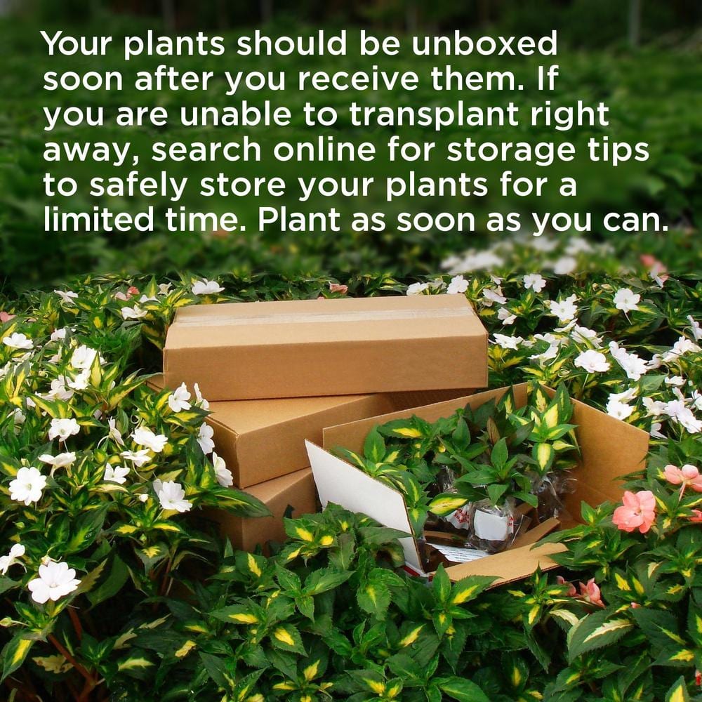 2.5 in. Shasta Daisy Carpet Angel Plant (3-Pack) - Hercitys