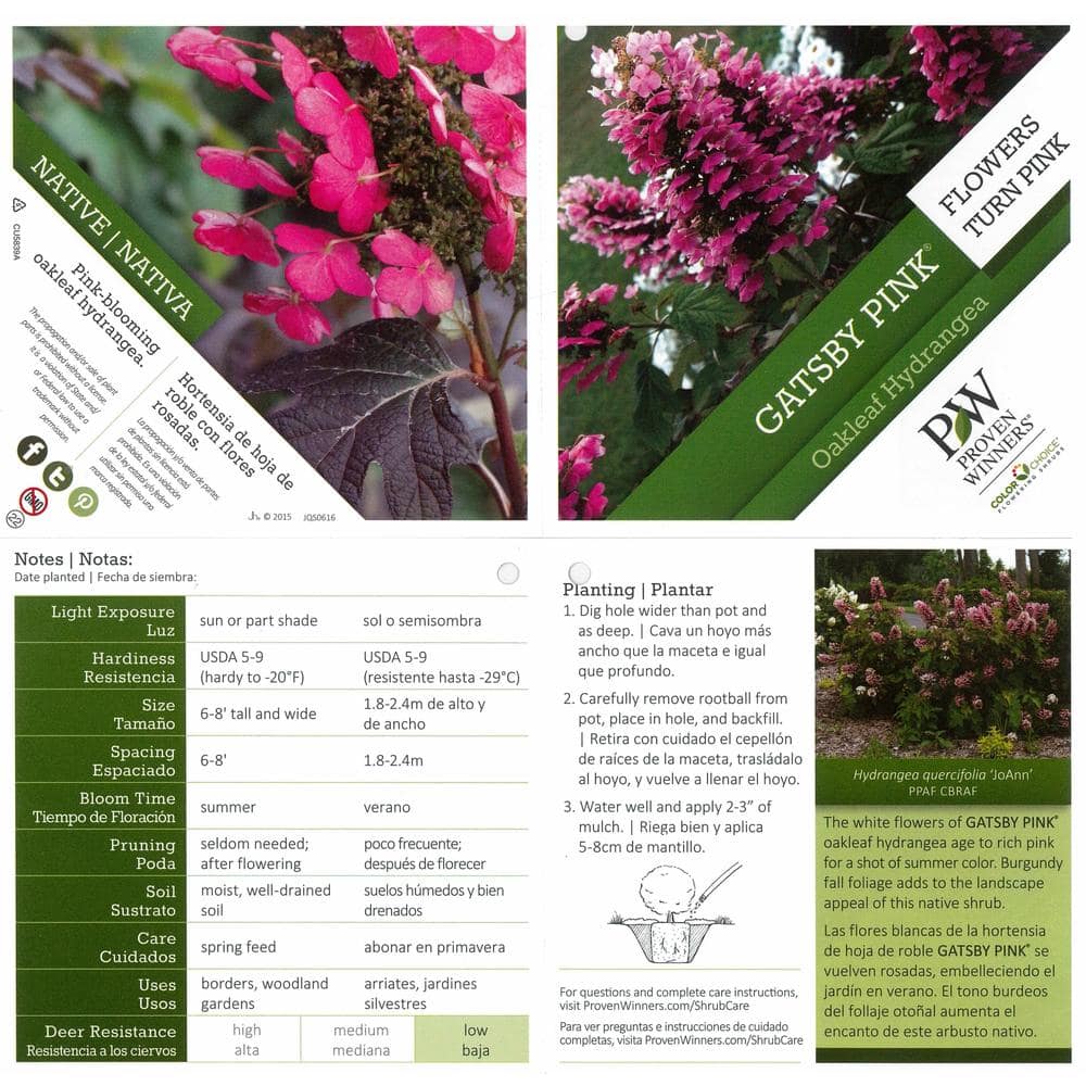 4.5 in. Qt. Gatsby Pink Oakleaf Hydrangea (Quercifolia) Live Shrub, White to Pink Flowers - Hercitys