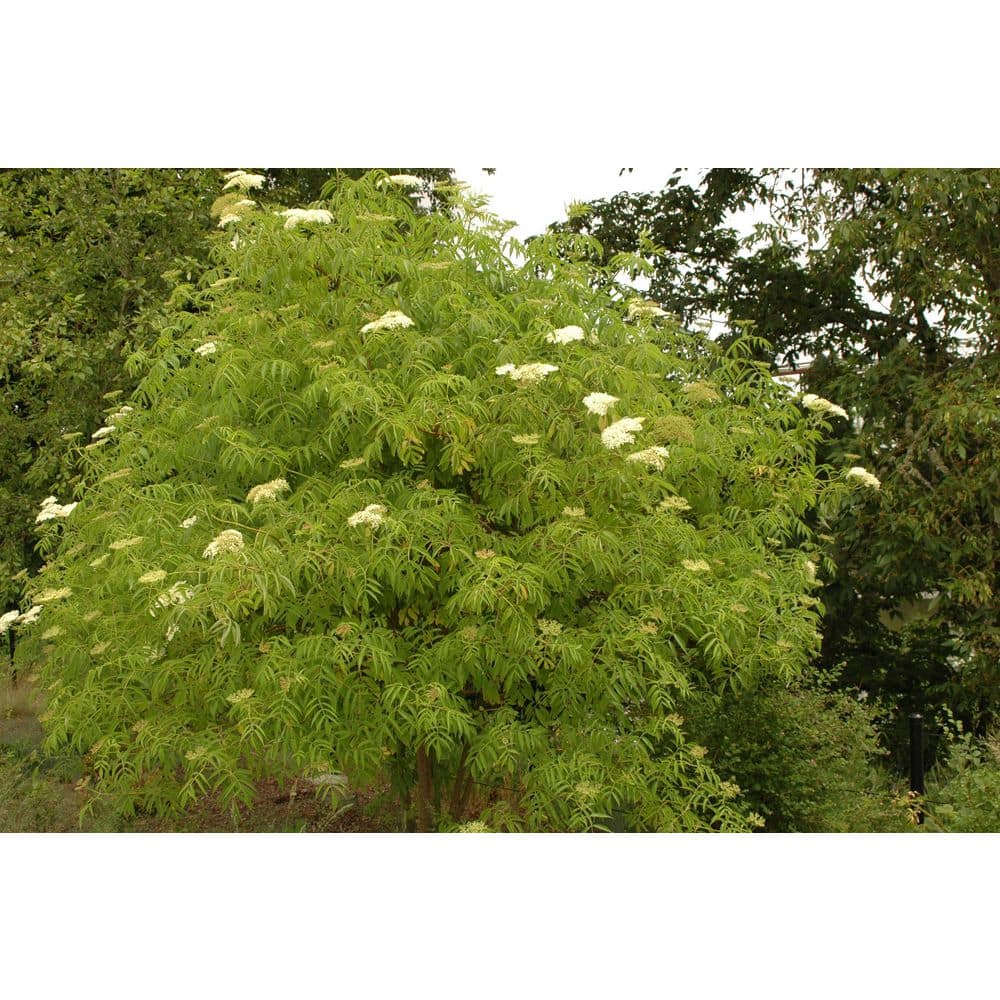 1 gal. Blue Elderberry Native Shrub with Edible Berries and Strong Resilience - Hercitys