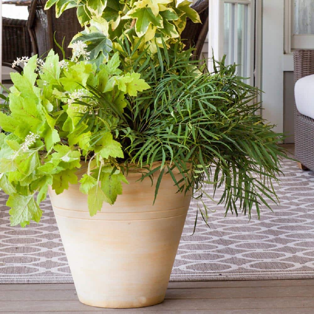 2.5 Qt. Soft Caress Mahonia, Live Evergreen Shrub, Bright Yellow Flowers - Hercitys