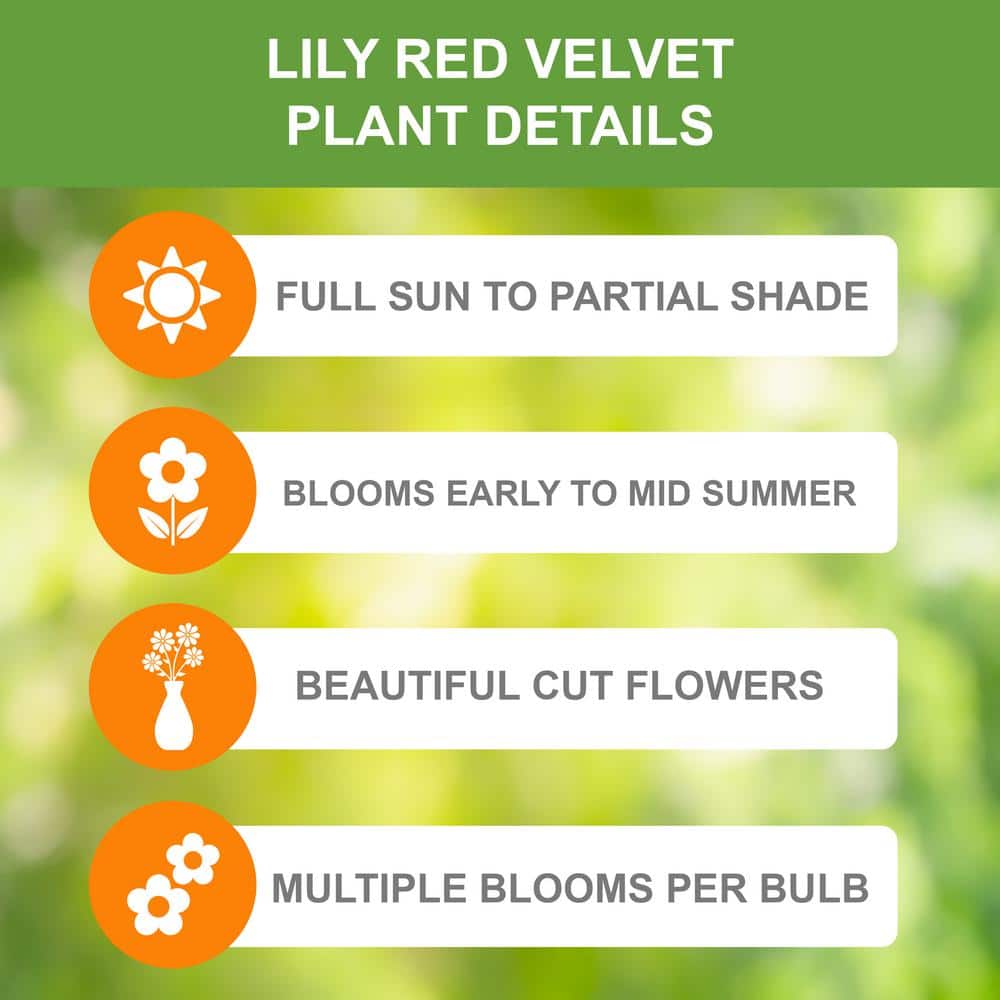 14 cm/16 cm, Asiatic Lily Red Velvet Flower Bulbs (Bag of 10) - Hercitys