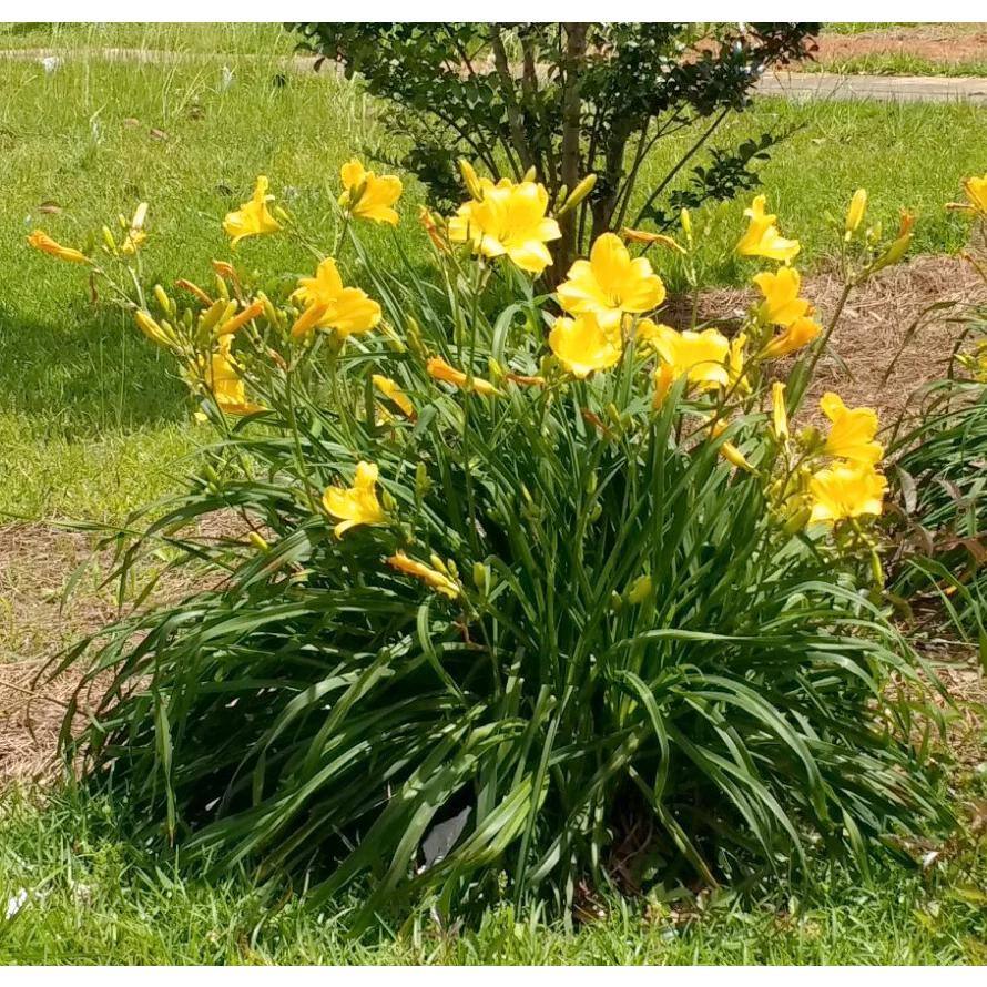 2.5 Qt. Evergreen Stella Golden-Yellow Live Perennial Daylily Plant, Fragrant and Trumpet-Shaped Flowers - Hercitys
