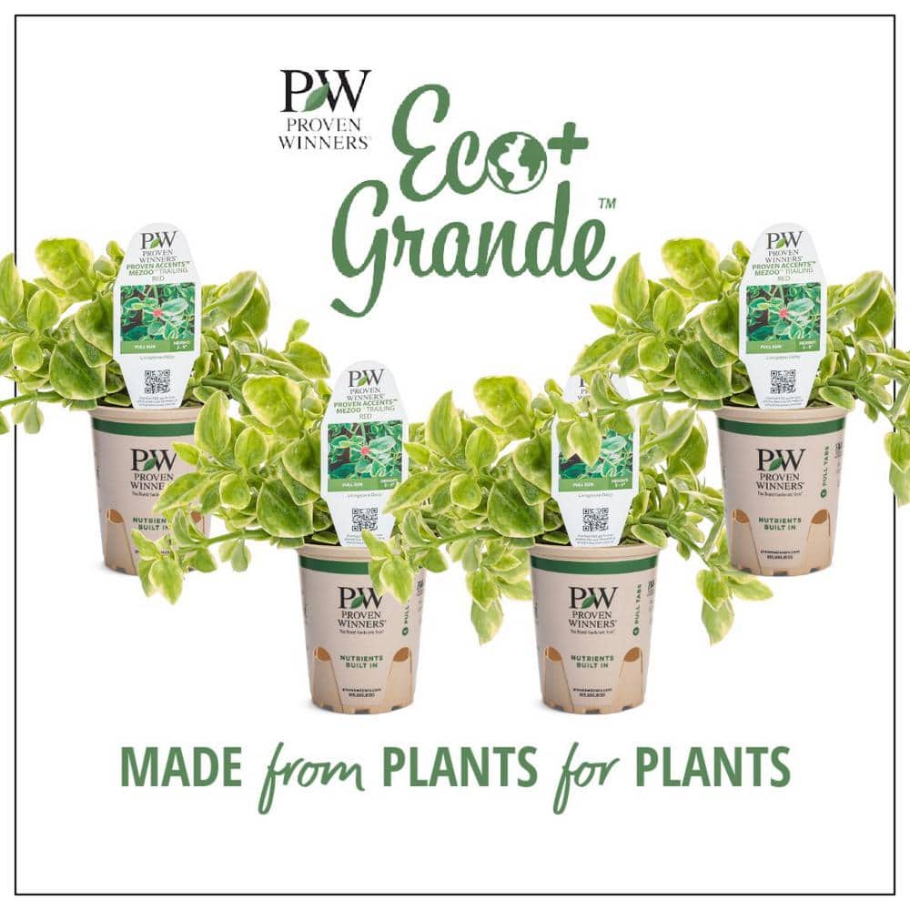 4.25 in. Eco+Grande Mezoo Trailing Red Livingstone Daisy (Mesembryanthe) Live Plant, Red Flowers (4-Pack) - Hercitys