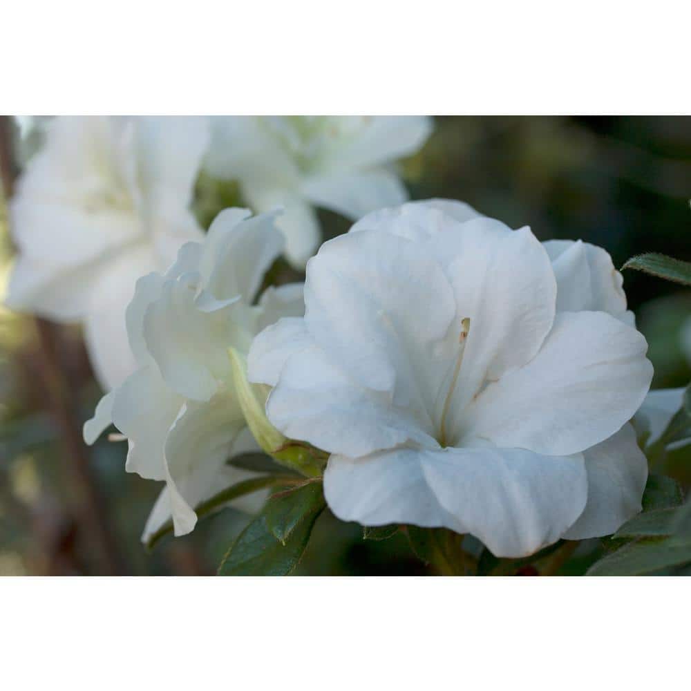 3 Gal. Autumn Moonlight Shrub with Crisp White Semi-double Reblooming Flowers - Hercitys