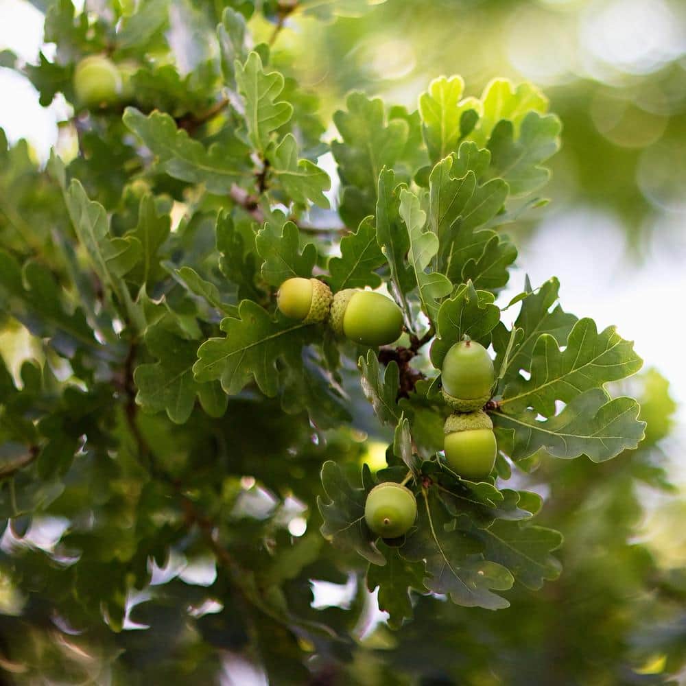 2.25 Gal. Deciduous Bur Oak Tree - Hercitys