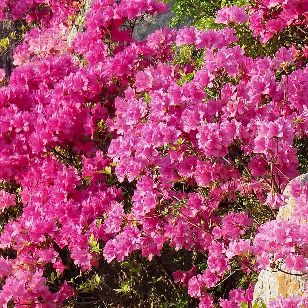 2.25 Gal. Pride of Mobile Azalea – (1-Piece) - Hercitys