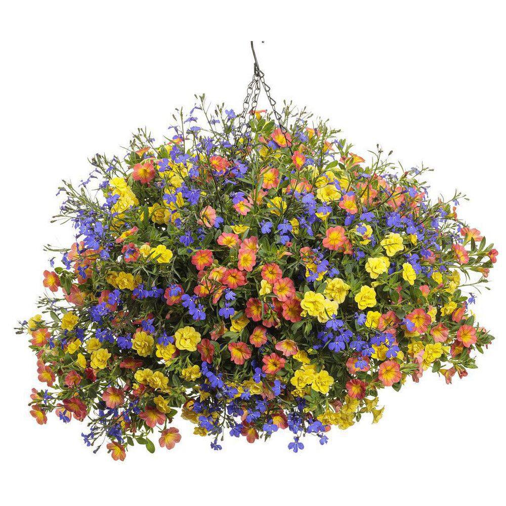 4.25 in. Eco+Grande Superbells Double Yellow (Calibrachoa) Live Plant, Yellow Flowers (4-Pack) - Hercitys