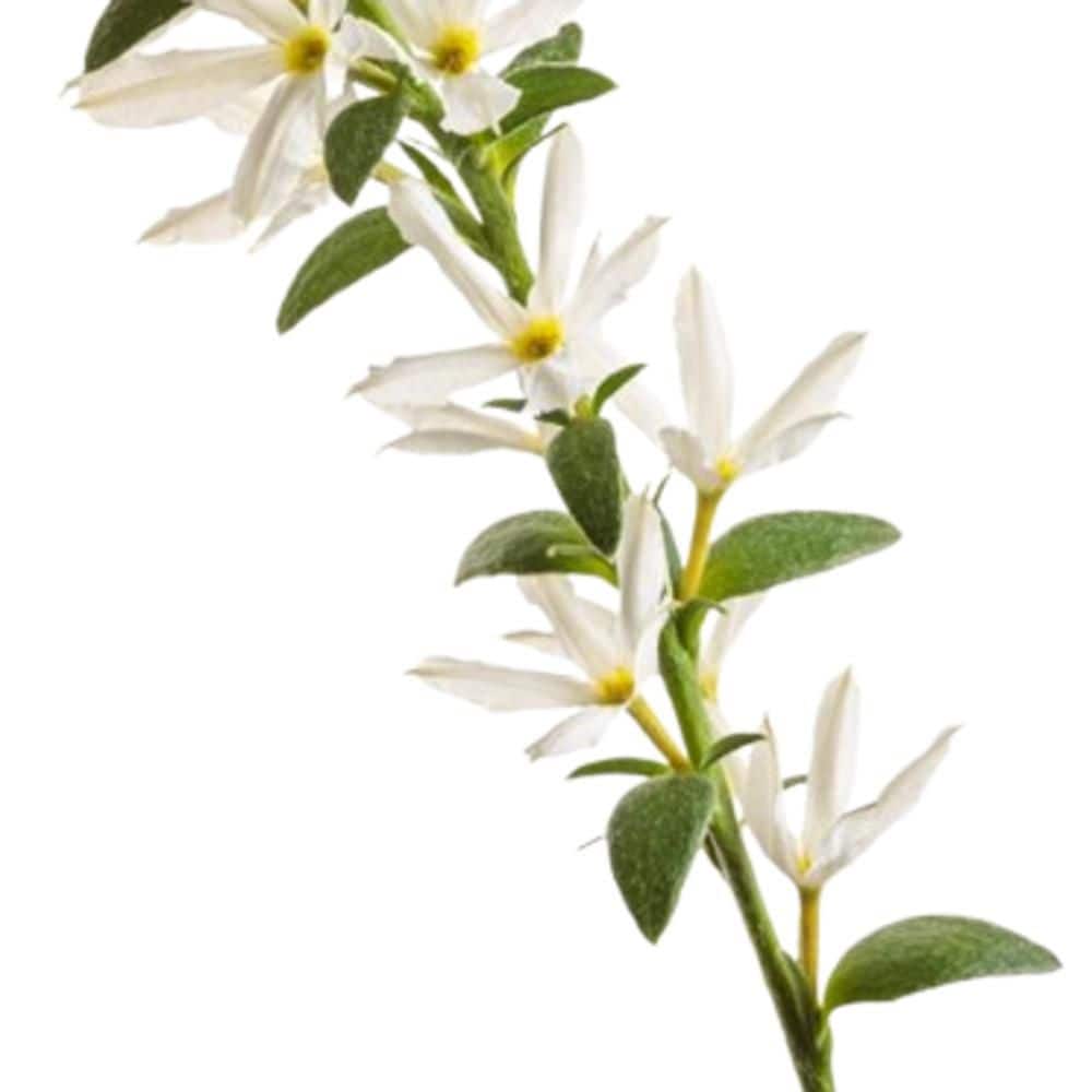 4.25 in. Eco+ Grande Stardiva White Fan Flower (Scaevola Aemula) Live Annual Plant with White Flowers 4-Pack - Hercitys