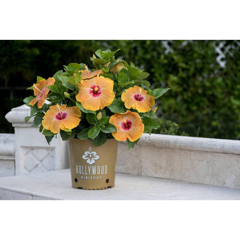 2 Gal. Hollywood Gold Digger Yellow and Red Flower Annual Hibiscus Plant - Hercitys