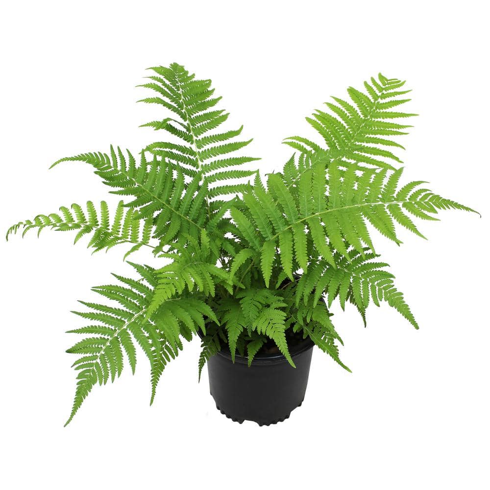 2 QT. Southern Wood Fern (Thelypteris Kunthii) Garden Perennial Shrub Plant in Grower Pot - Hercitys