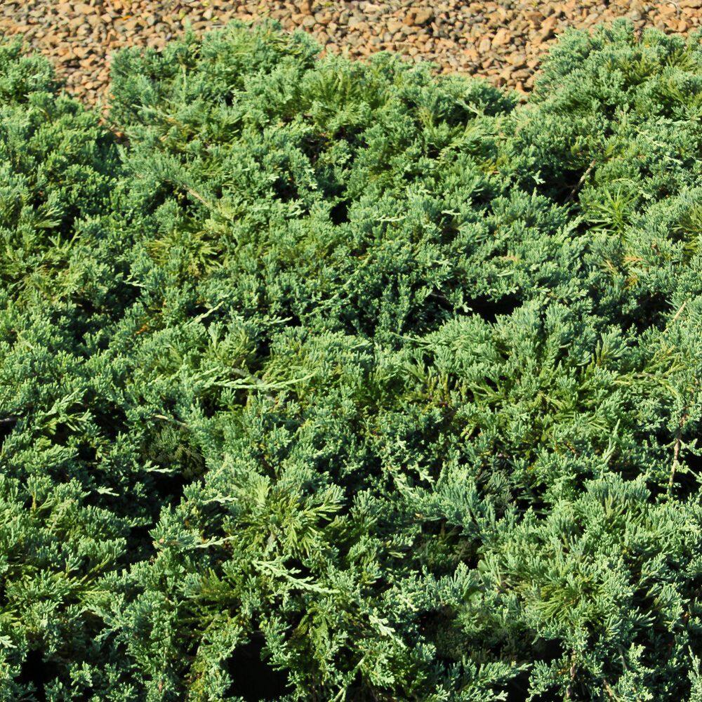 1 gal. Juniper Blue Rug Shrub (8-Pack) - Hercitys