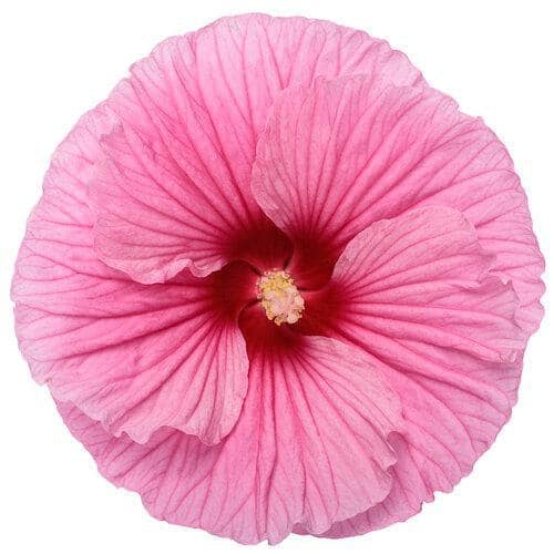2 Gal. Proven Winners Hibiscus Summerific Edge of Night Perennial Plant (1-Pack) - Hercitys
