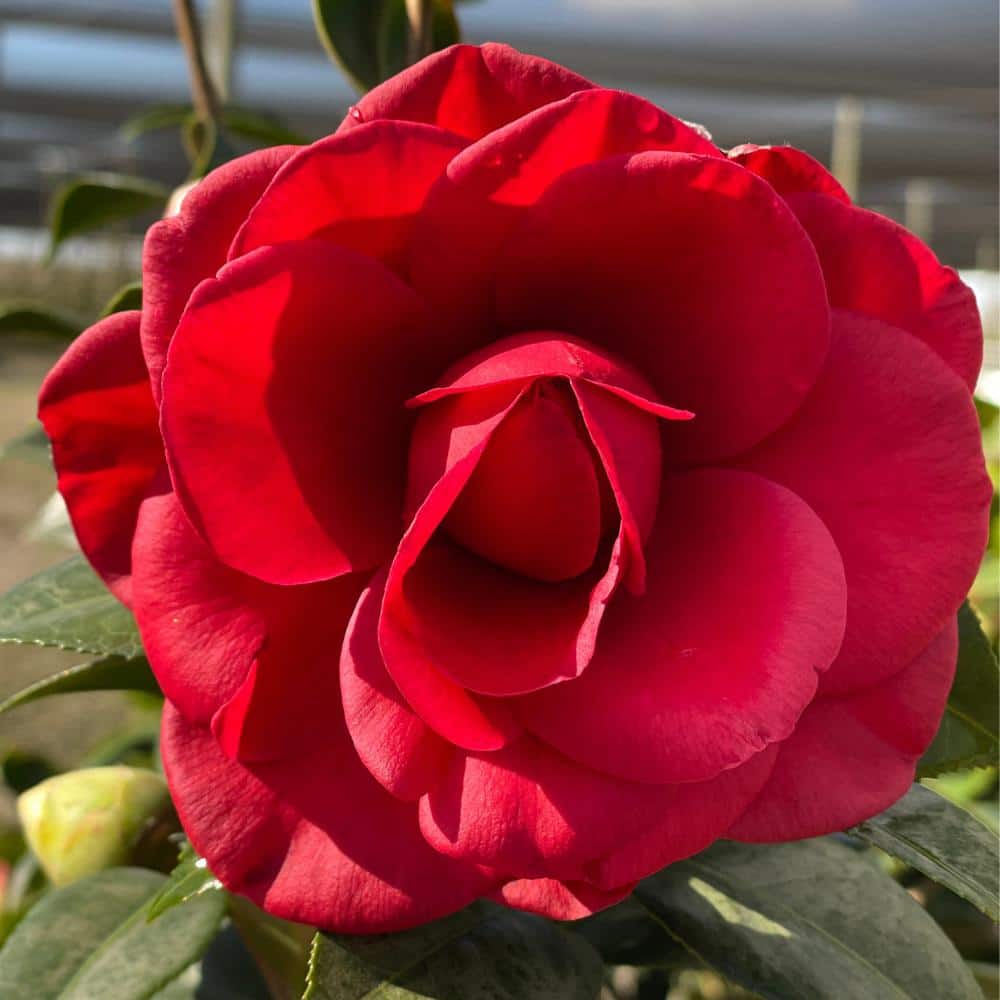 #5 Container Tom Knudsen Camellia Plant - Hercitys