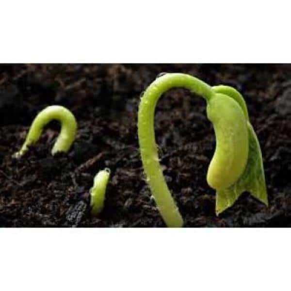 128 Plugs Hydroponic Seeding Tray (2-Pack) - Hercitys