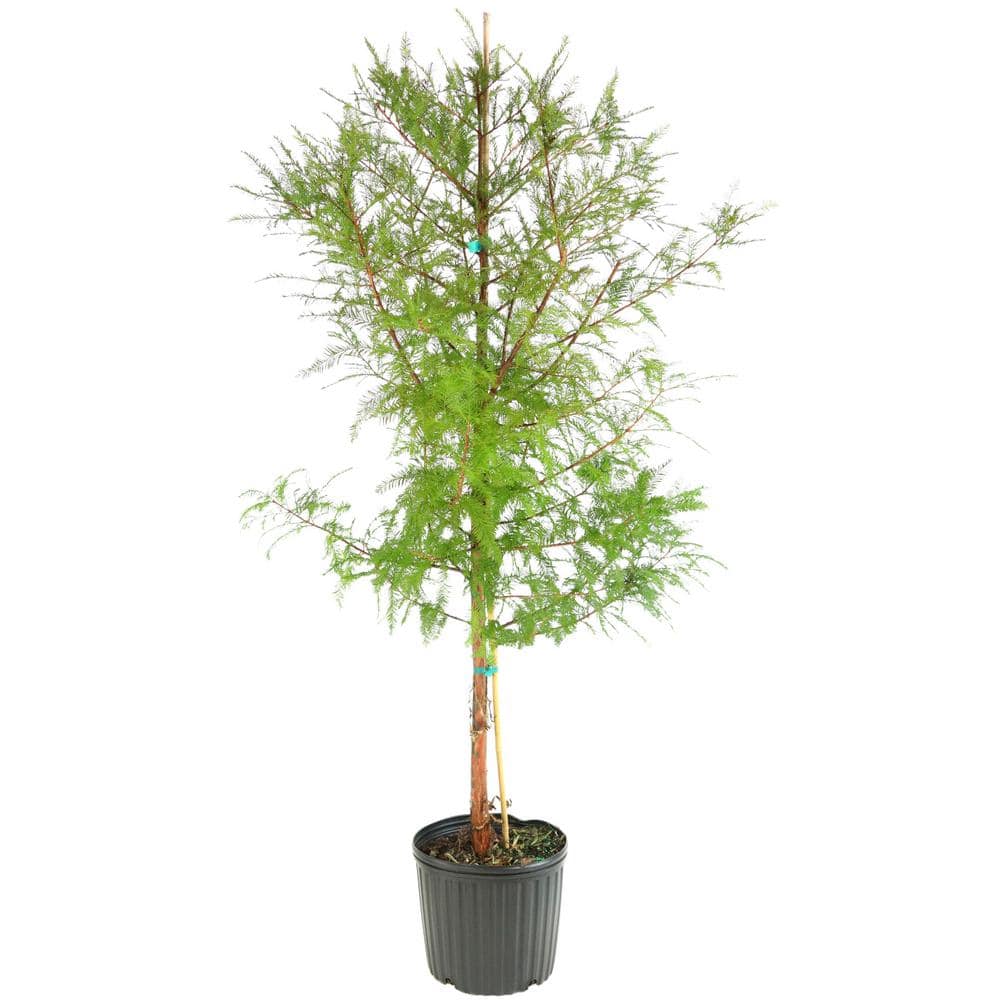 2.25 Gal. Deciduous Bald Cypress Tree - Hercitys