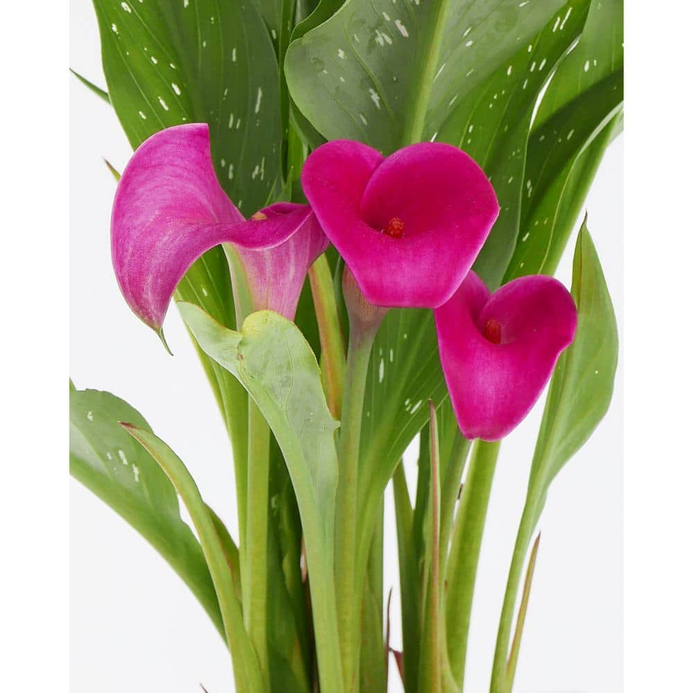 2.5 Qt. Perennial Calla Lily Pink (4-Pack) - Hercitys