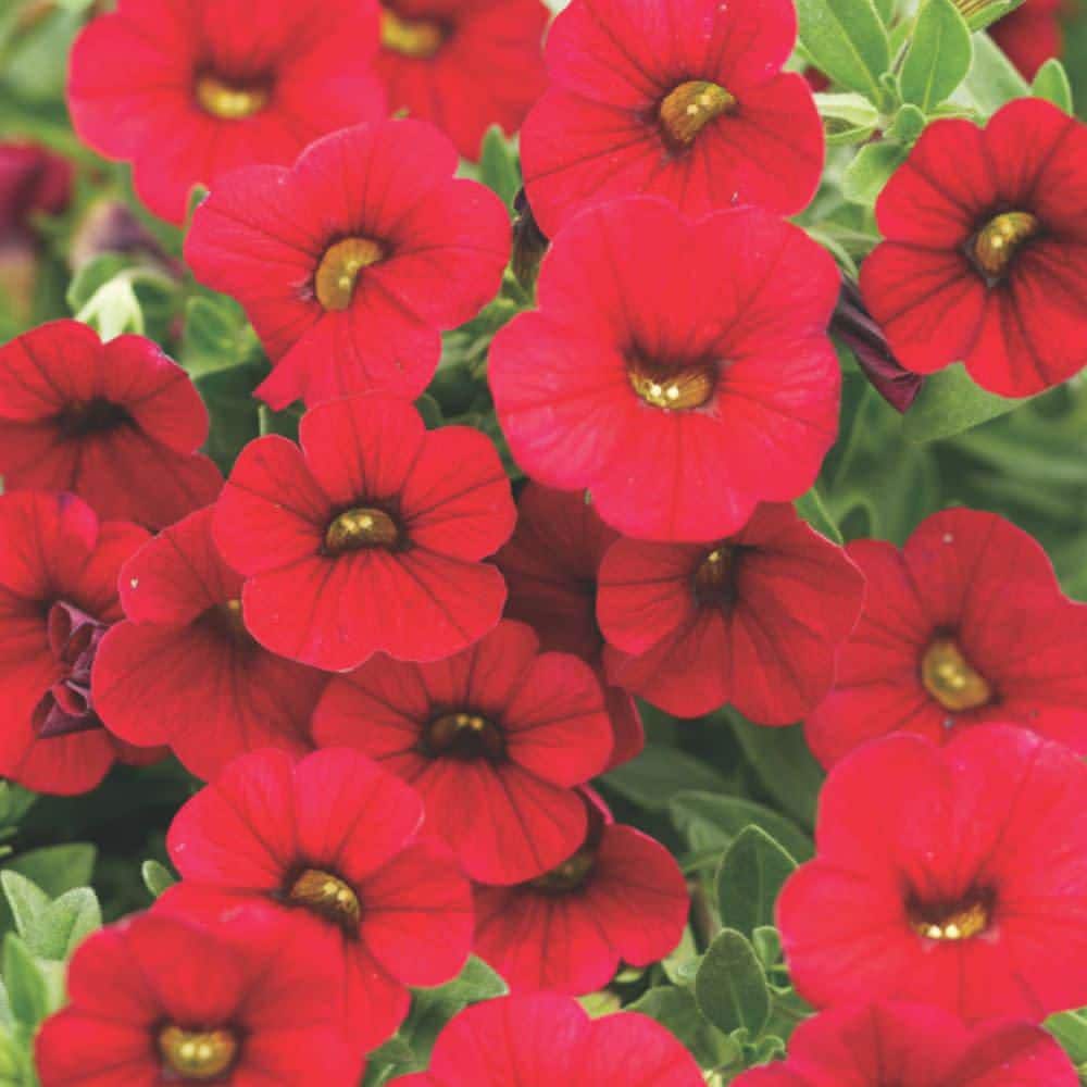 4.25 in. Eco+ Grande Superbells Red (Calibrachoa hybrid) Live Annual Plant with Red Flowers 4-Pack - Hercitys
