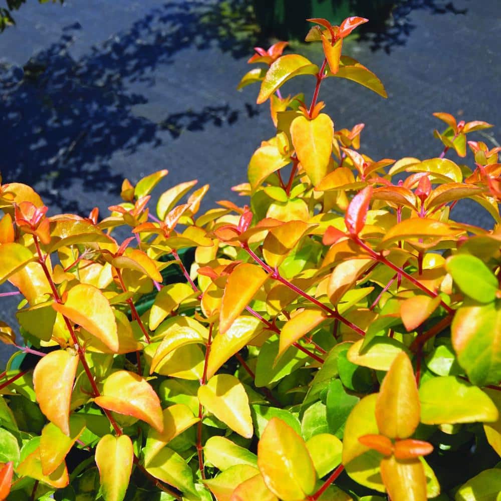 2.25 gal. Abelia Peach Perfection Shrub with Pink Flowers - Hercitys