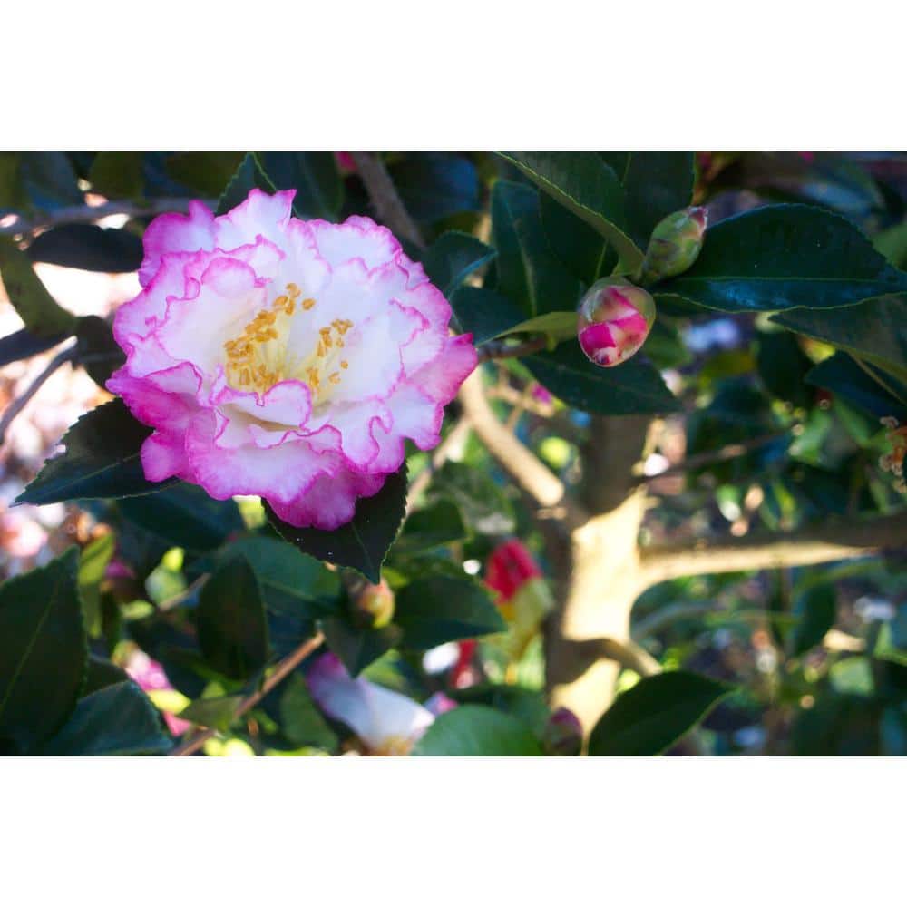 2.5 Qt. October Magic Inspiration Camellia (Sasanqua) – Live Evergreen Shrub with White Blooms with Magenta Edges - Hercitys