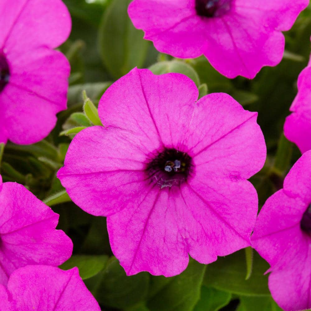 2.5 Qt. Petunia Supertunia Vista Jazzberry Pink Annual Plant (3-Pack) - Hercitys