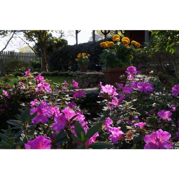 3 Gal. Autumn Royalty Reblooming Azalea Shrub with Purple Flowers - Hercitys
