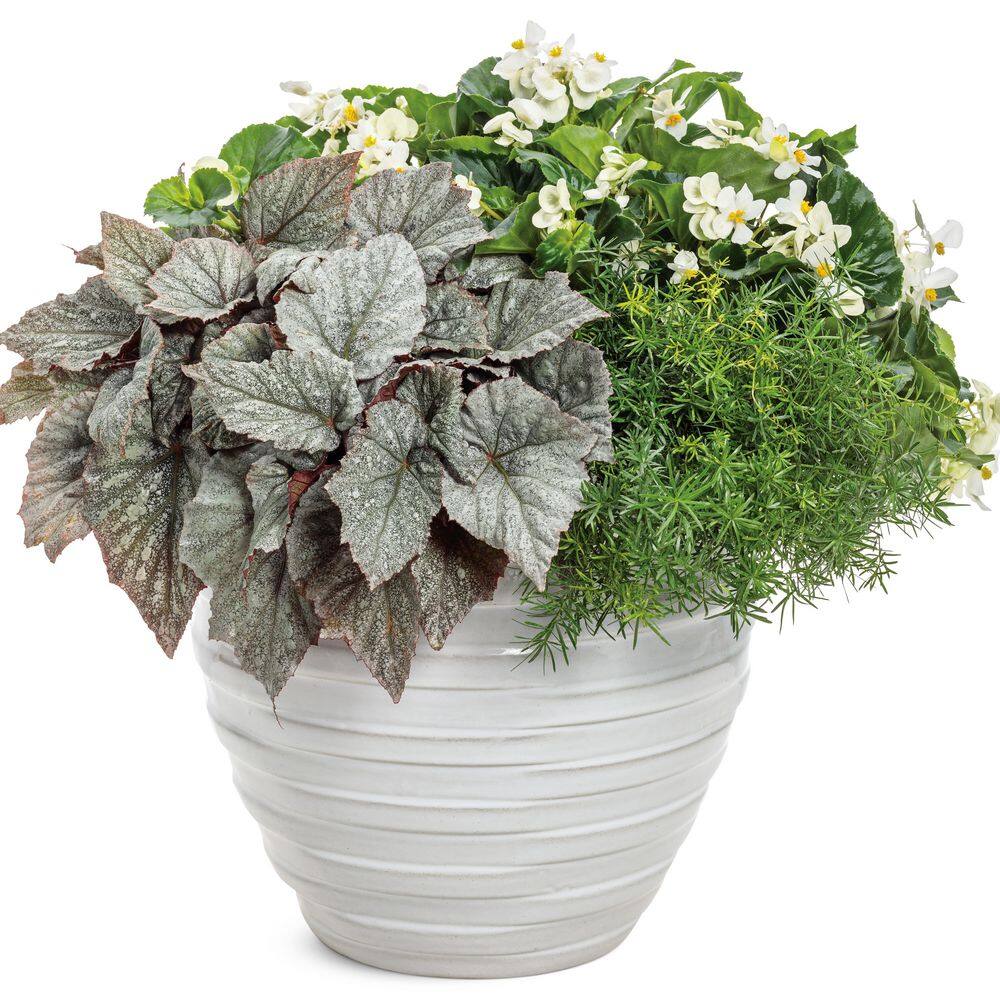 4.25 in. Eco+ Grande Space Age Triton Begonia (Begonia rex) Live Annual Plant with Silver and Green Foliage 4-Pack - Hercitys