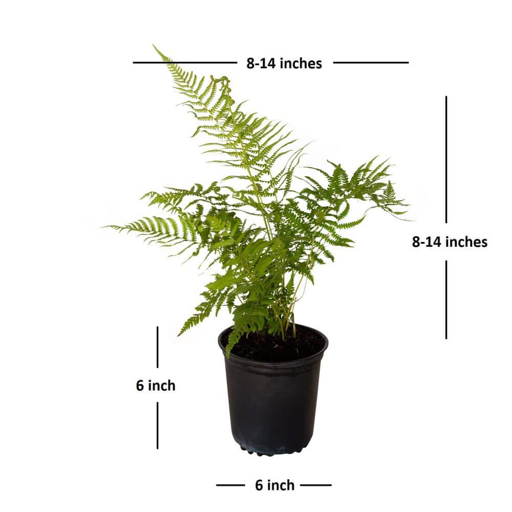 2.5 Qt. Southern Wood Fern, Live Evergreen Plant, Soft Green Foliage - Hercitys