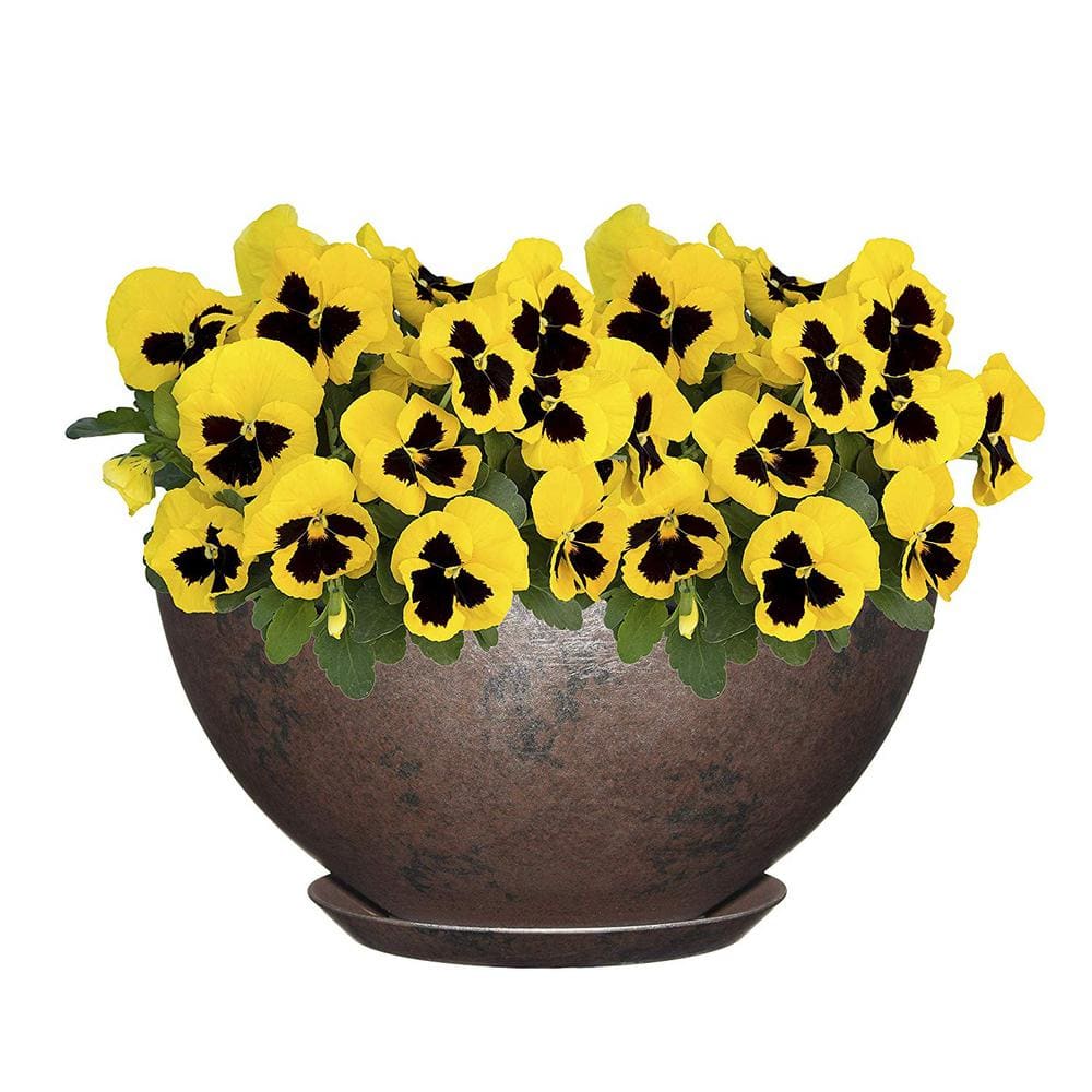 10 in. Northern Lights Rosie Bowl Resin Planter - Hercitys