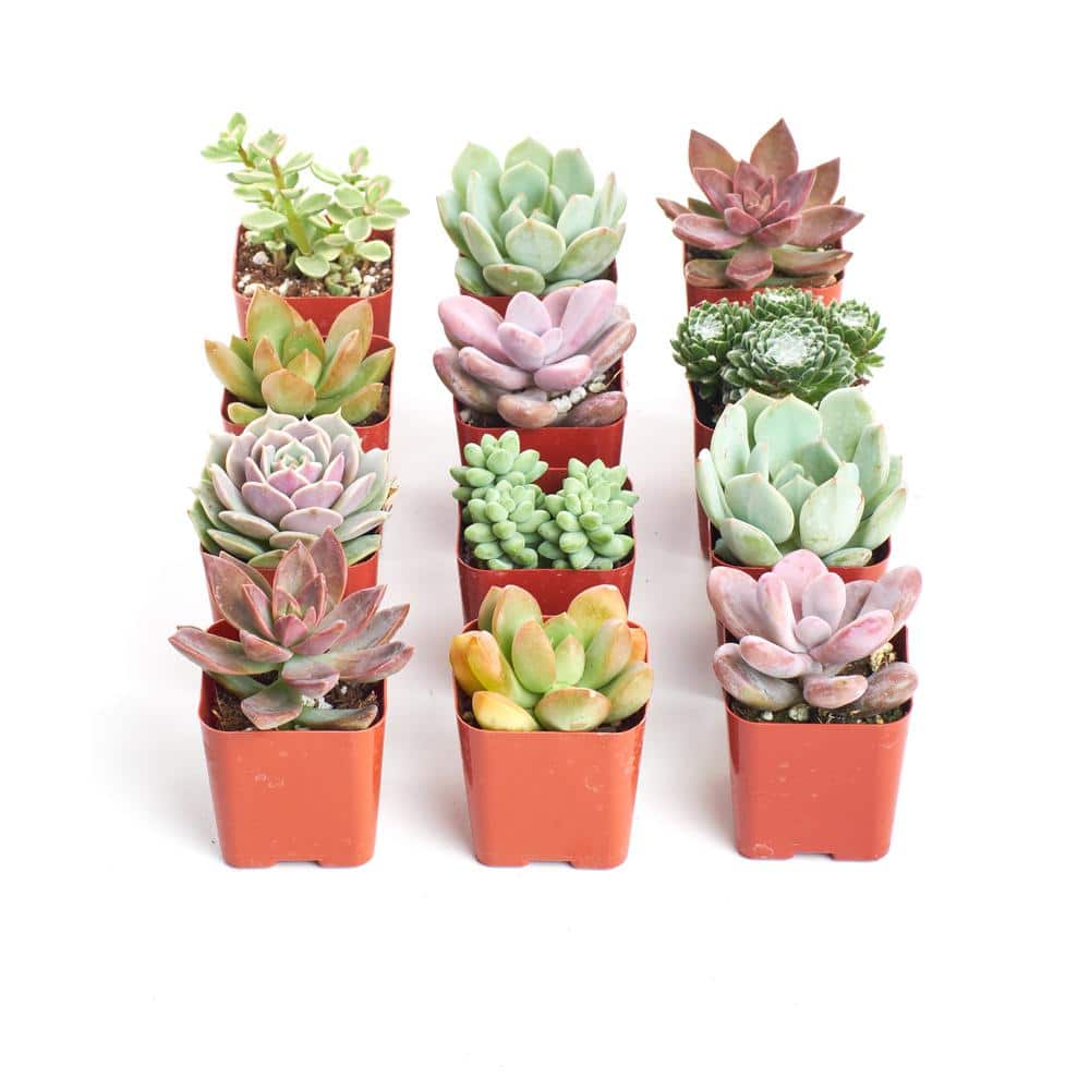 2 in. Premium Pastel Succulent (Collection of 12) - Hercitys