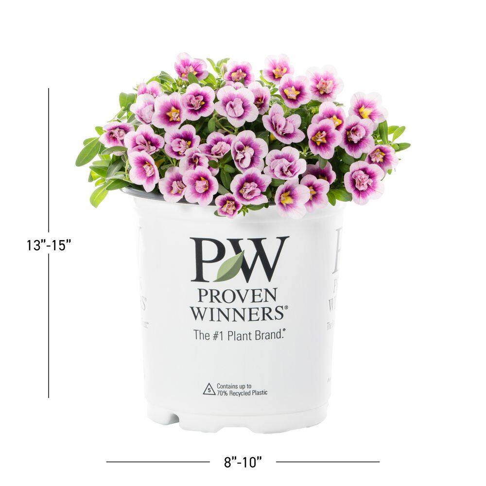 2 qt. Calibrachoa Million Bells Superbells Double Smitten Pink Annual Plant (3-Pack) - Hercitys