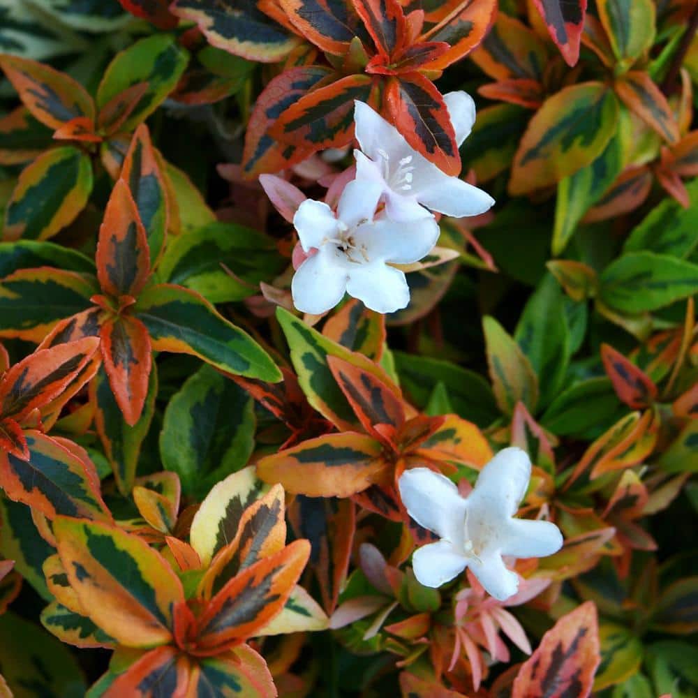 2 Gal. Kaleidoscope Abelia Flowering Shrub with White Blooms - Hercitys