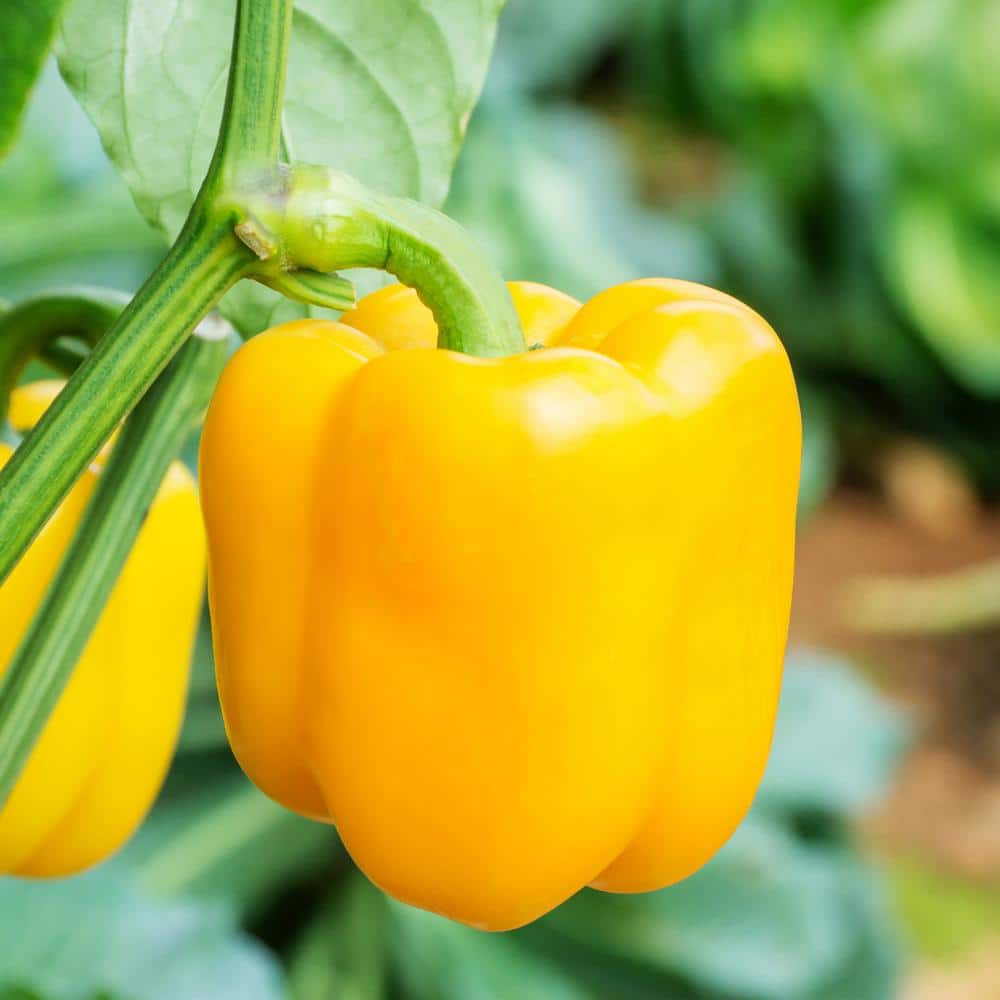 19 oz. Yellow Bell Pepper Plant (2-Pack) - Hercitys