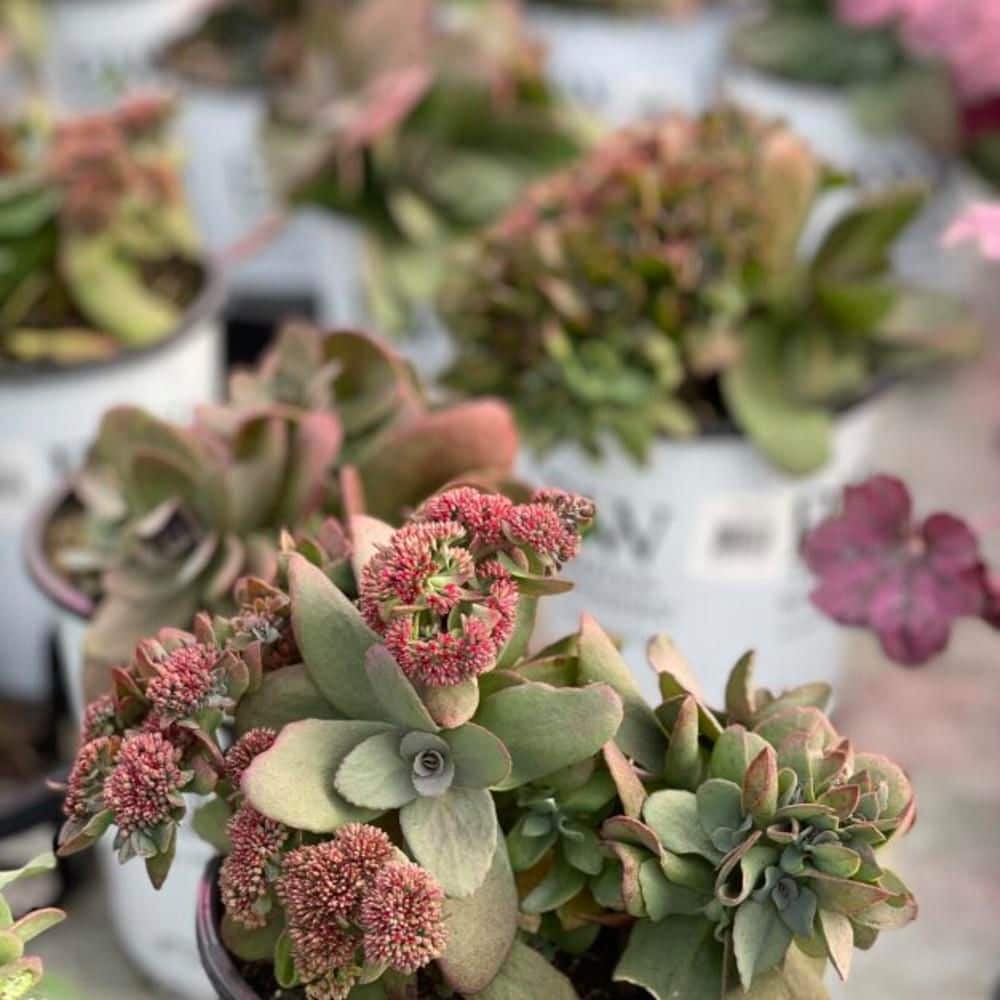 4.5 in. Qt. Rock N Grow Midnight Velvet Stonecrop (Sedum Hybrid) Live Perennial Plant with Red Flowers - Hercitys