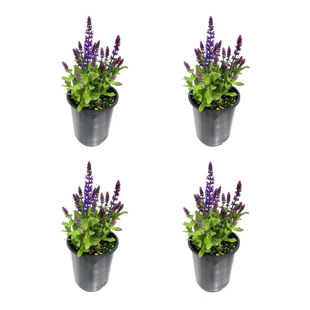 2.5 Qt. Perennial Salvia nemorosa Blue (4-Pack) - Hercitys