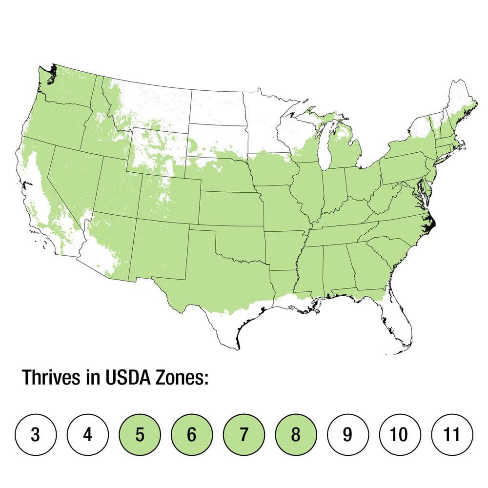 2.5 Qt. Wintergreen Boxwood, Live Shrub Plant, Glossy Dark Green Foliage - Hercitys