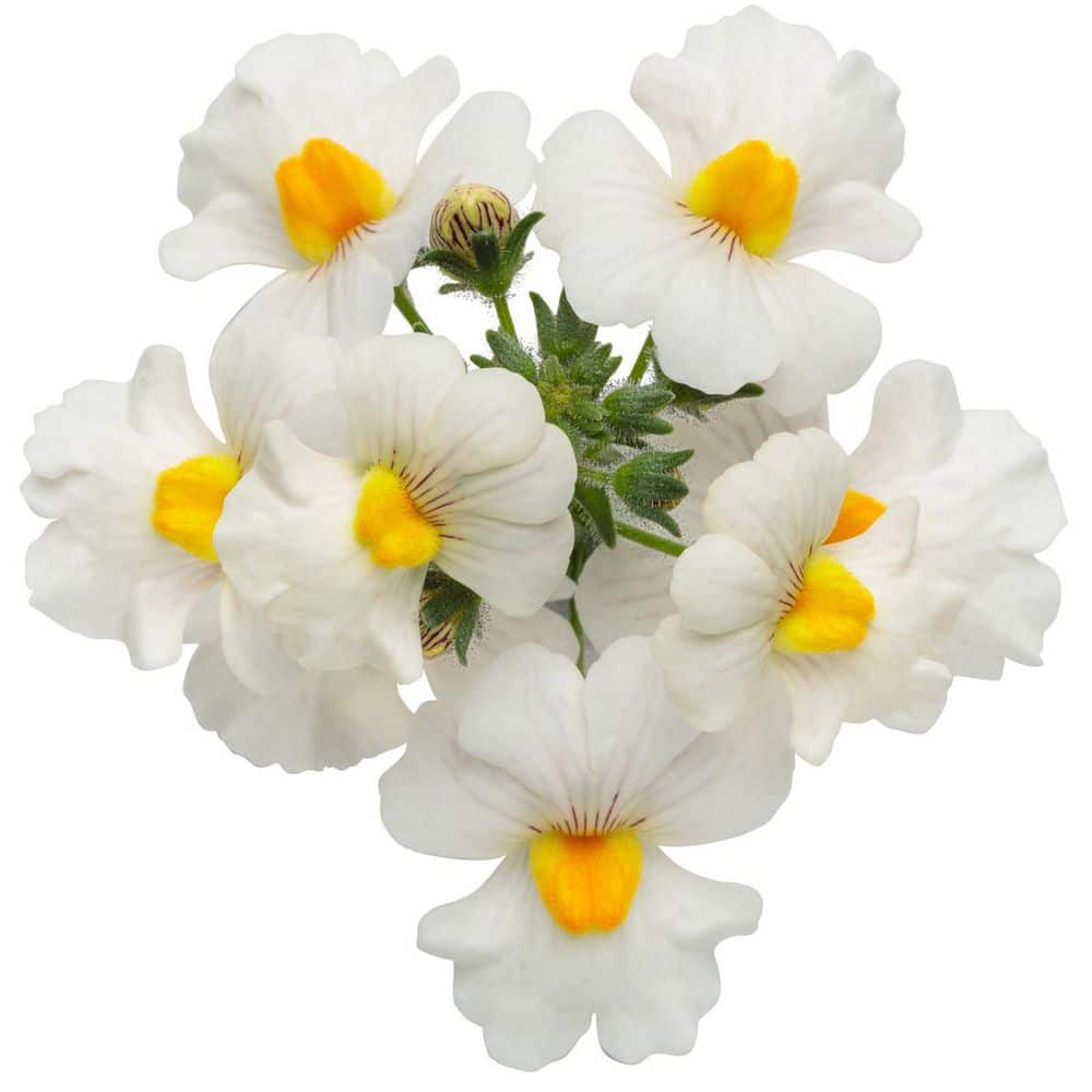 4.25 in. Eco+ Grande Sunsatia Coconut Nemesia (Hybrid) Live Annual Plant with White Flowers 4-Pack - Hercitys
