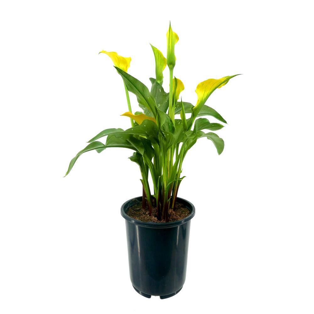 2.5 qt. Perennial Calla Lily Yellow - Hercitys