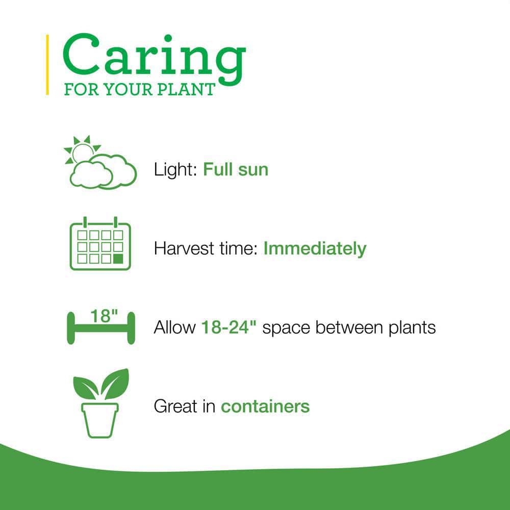 19 oz. Garden Sage Herb Plant (2-Pack) - Hercitys