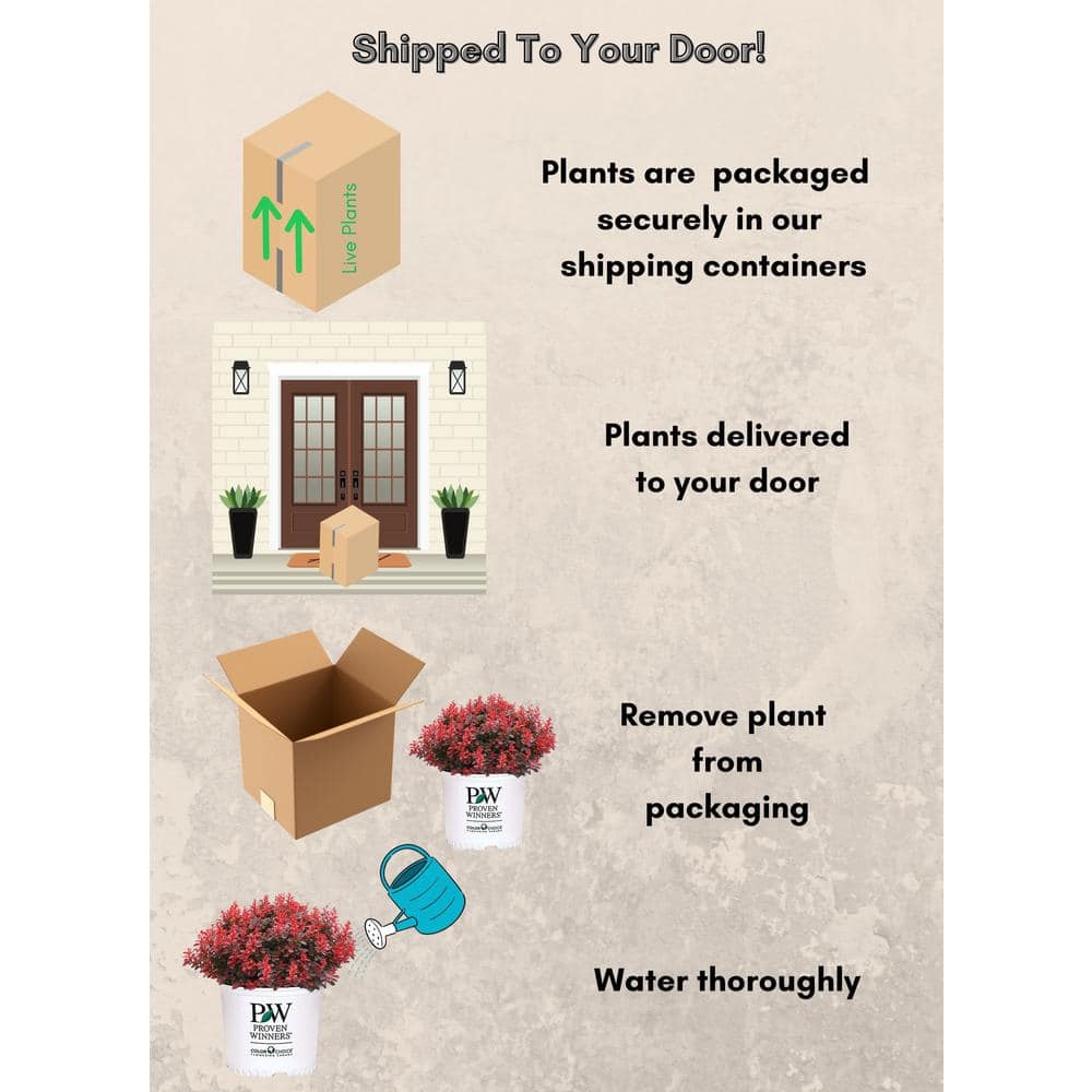 2 Gal. Sunjoy Mini Maroon Barberry Plant with Deep Purple-Red Foliage - Hercitys