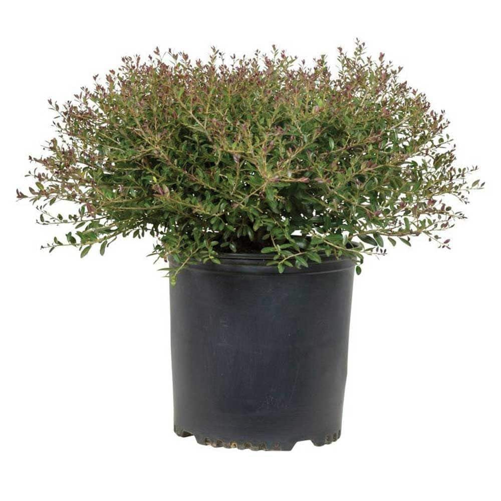 2.5 Gal – Bordeaux Yaupon Holly(Ilex), Live Evergreen Shrub, Burgundy-Red New Foliage - Hercitys