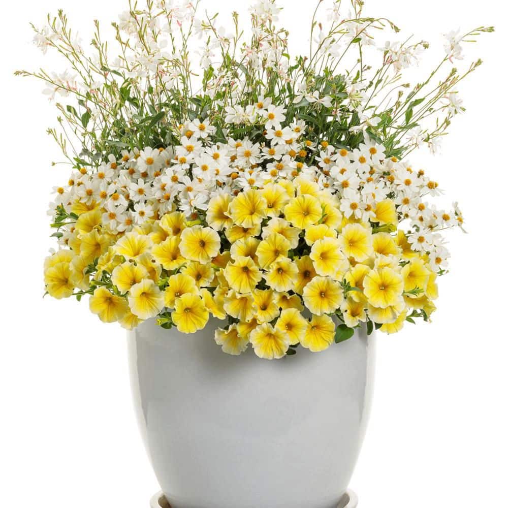 4.25 in. Eco+ Grande Campfire Marshmallow Apache Beggarticks (Bidens Hybrid) Live Annual Plant with White Flowers 4-Pack - Hercitys