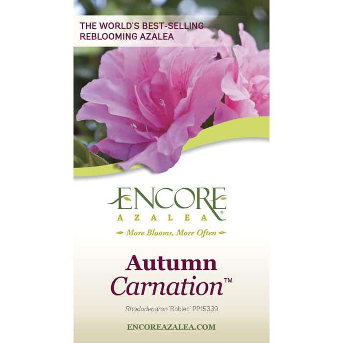 1 Gal. Autumn Carnation Reblooming Azalea Shrub with Pink Flowers - Hercitys