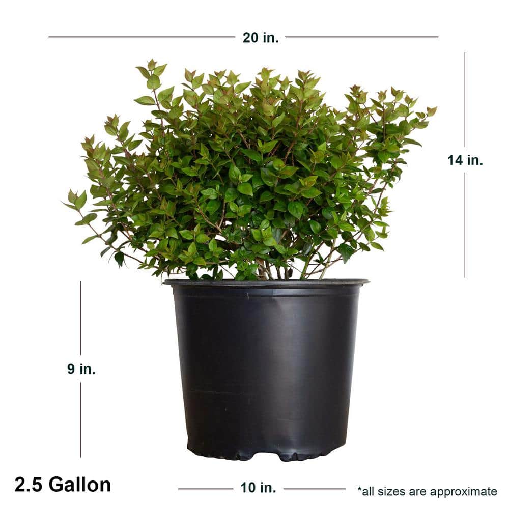 2.5 Gal – Rose Creek Abelia With Petite White Blooms, Live Semi-Evergreen Shrub Plant - Hercitys