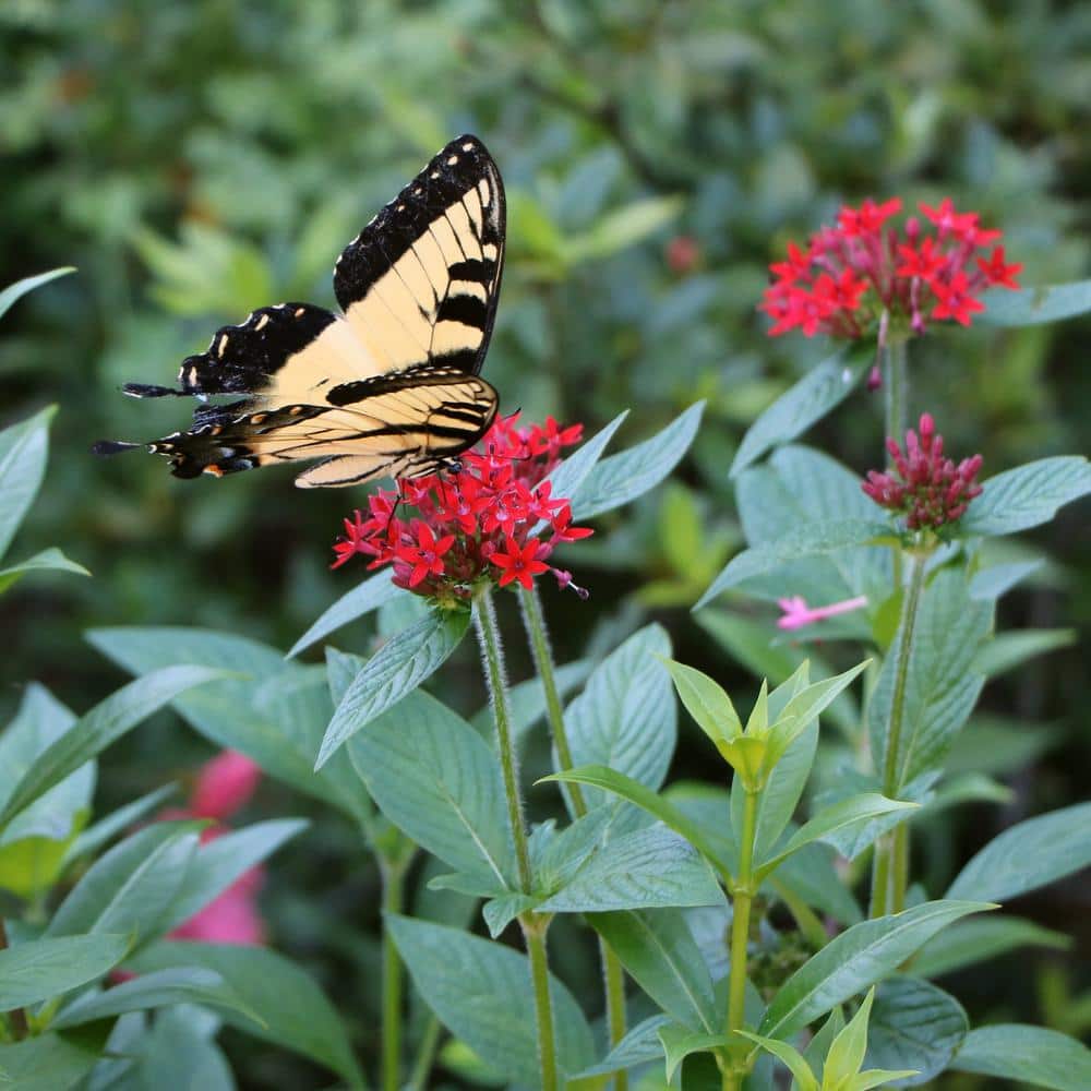 4 in. Star Bright Mix Pink-Red-Lavender Pentas Plant (4-Piece) - Hercitys